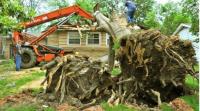 Campbelltown Tree Service image 5